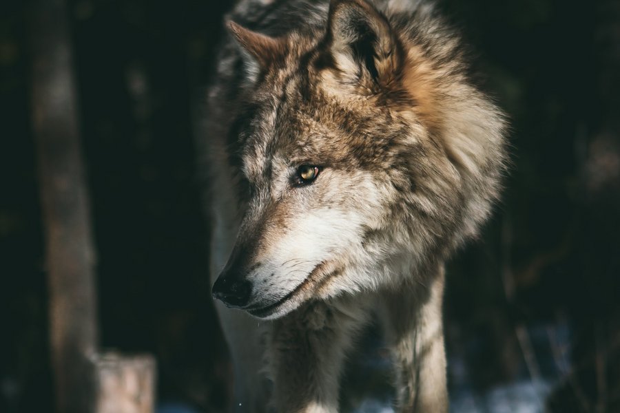 Veranstaltungsbild Wolf im verschneiten Wald