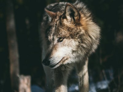  Wolf im verschneiten Wald