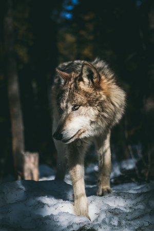 Wolf im verschneiten Wald
