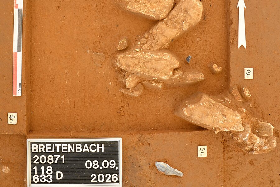 eine dichte Konzentration von Mammutknochen, vergesellschaftet mit Steingeräten aus Feuerstein. Oben links im Bild: ein durchbohrter und wohl als Anhänger verwendeter Zahn eines Eisfuchses.