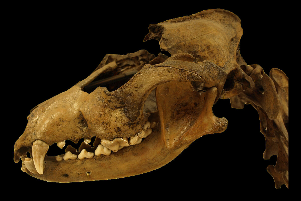 Schädel eines Hundeskeletts in der Archäologisch-Zoologischen Arbeitsgruppe Schleswig