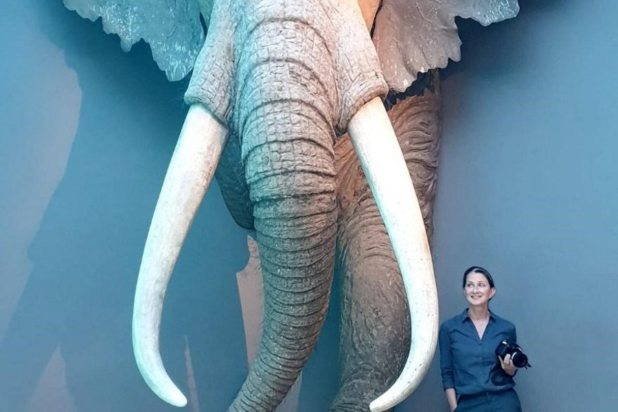 Die Erstautorin Prof. Dr. Sabine Gaudzinski-Windheuser neben der lebensgroßen Rekonstruktion eines erwachsenen männlichen Europäischen Waldelefanten im Landesmuseum für Vorgeschichte in Halle 